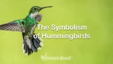 The Symbolism of Hummingbirds