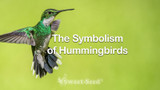 The Symbolism of Hummingbirds