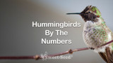 Hummingbirds by the Numbers