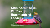 Keep Other Birds Off Your Hummingbird Feeders