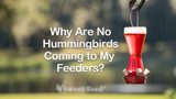 Why Are No Hummingbirds Coming to my Feeders?