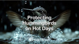 Protecting Hummingbirds on Hot Days