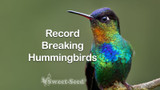 Record-Breaking Hummingbirds
