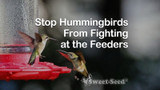 Stop Hummingbirds From Fighting at the Feeders
