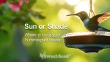 Should Hummingbird Feeders Be in the Sun or the Shade?