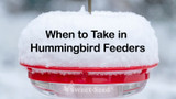 When to Take in Hummingbird Feeders