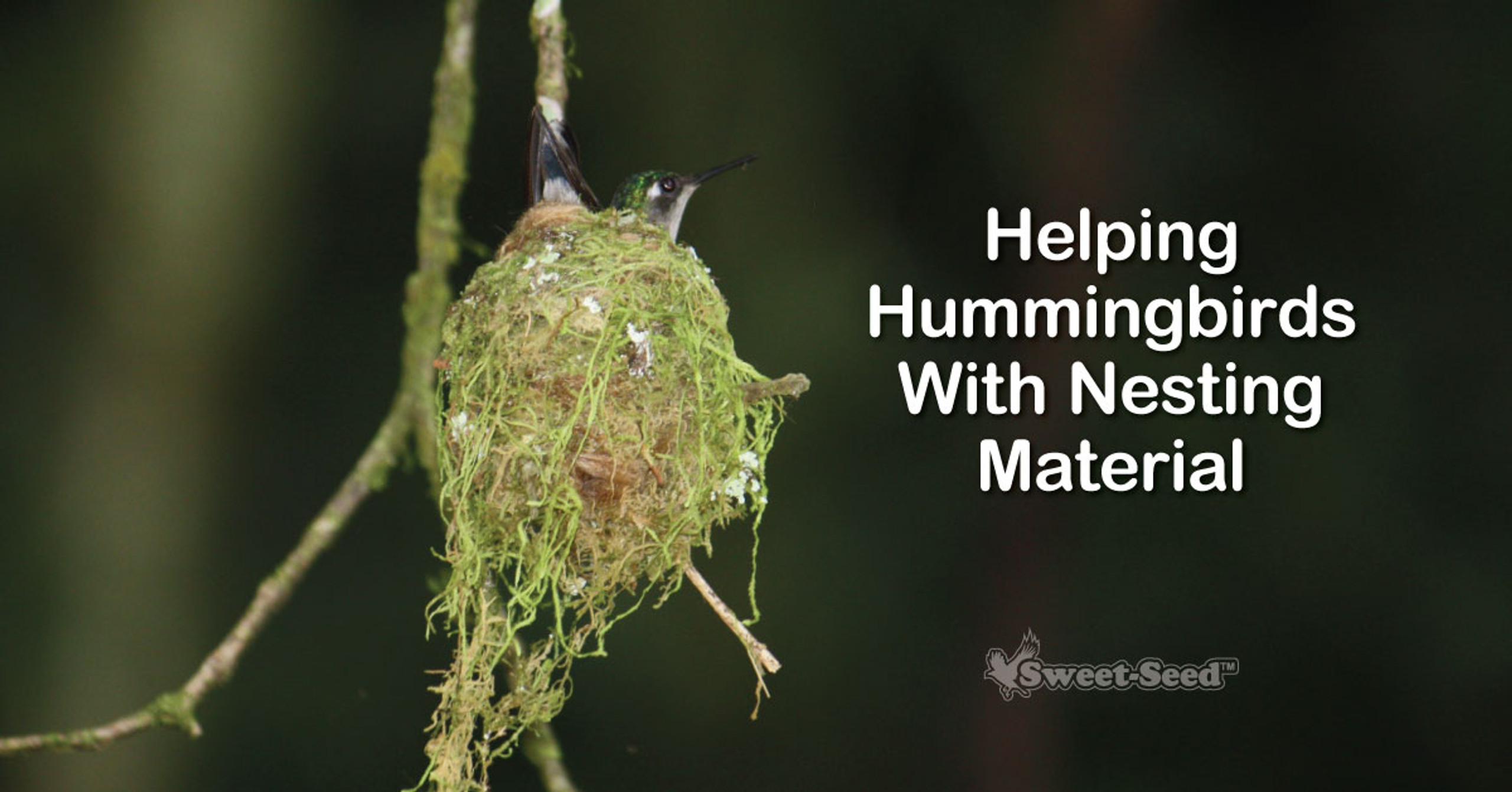 How to Help Hummingbirds Out With Nesting Material SweetSeed Micro