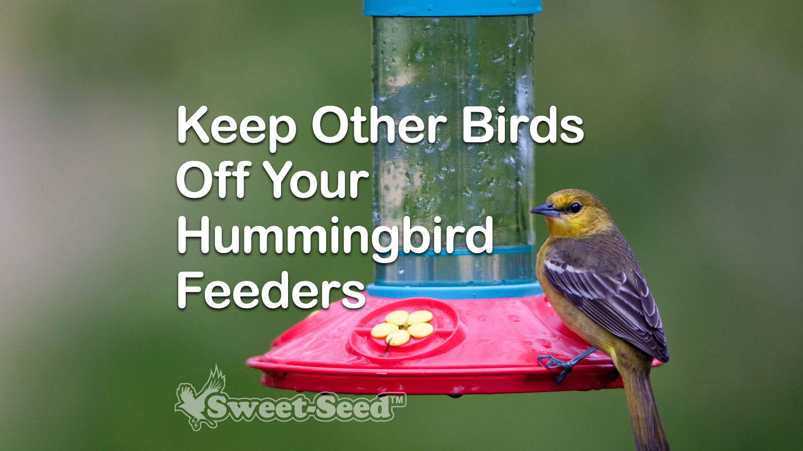 Keep Other Birds Off Your Hummingbird Feeders - Sweet-Seed Micro Batch ...