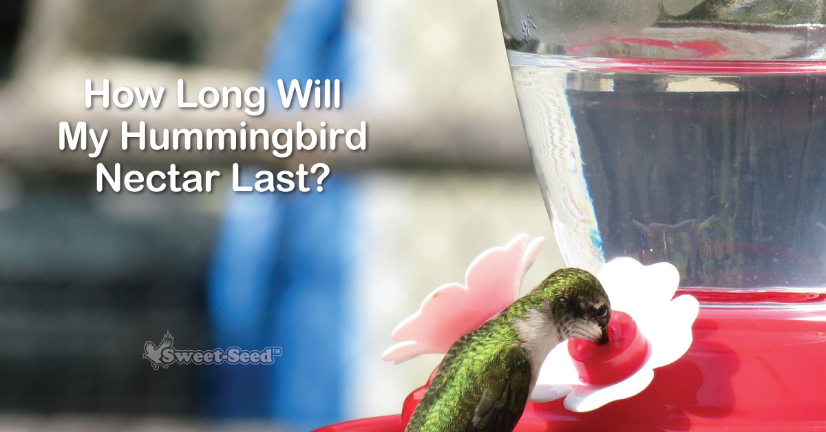 Does Hummingbird Nectar Go Bad?: Essential Tips to Know