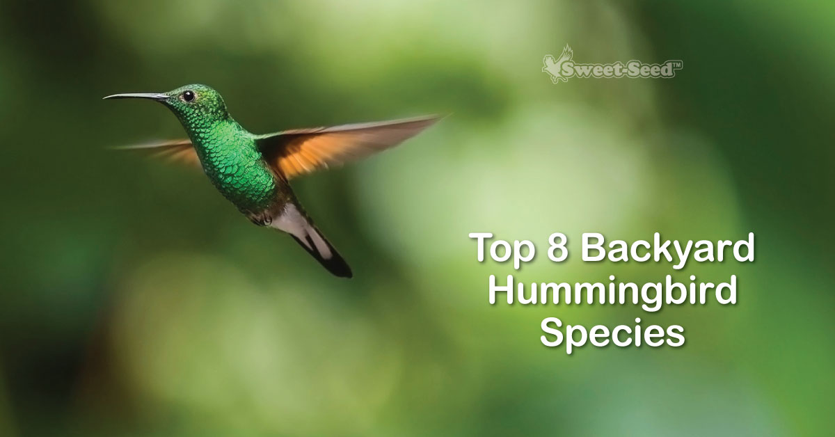 Top 8 Backyard Hummingbird Species - Sweet-Seed Micro Batch Bird Feed