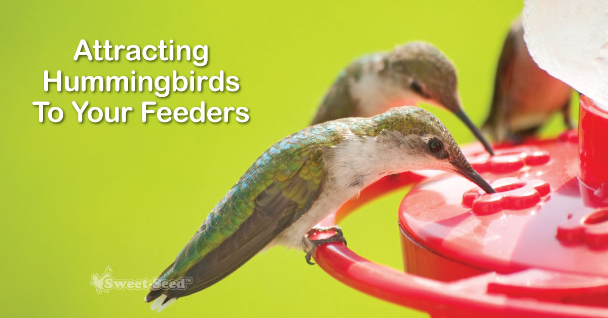 How Can I Attract Hummingbirds to My Feeders? SweetSeed Micro Batch
