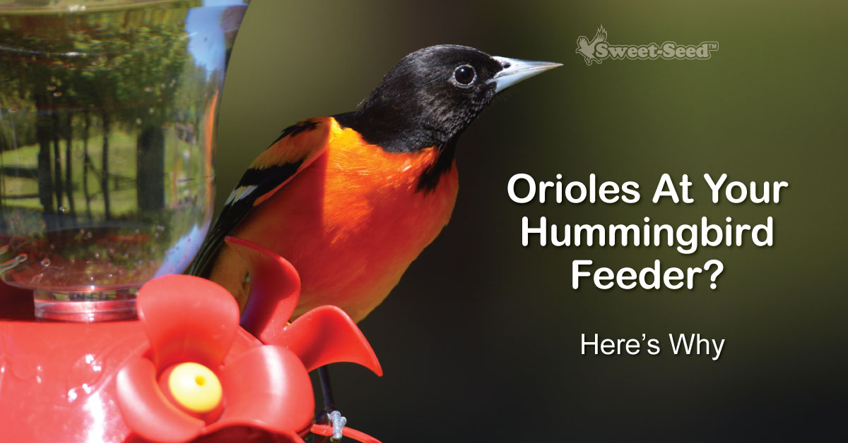  More Birds Oriole Feeder, Three Feeding Ports, Orange,  34-Ounce Capacity : Hummingbird Feeders : Patio, Lawn & Garden