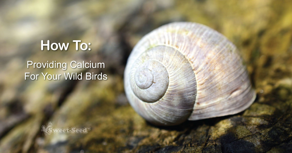 How to Provide Calcium for Nesting Birds...and Why It's Important