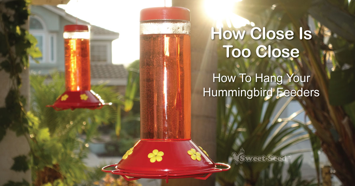 Can You Put a Hummingbird Feeder With Other Bird Feeders? Tips!