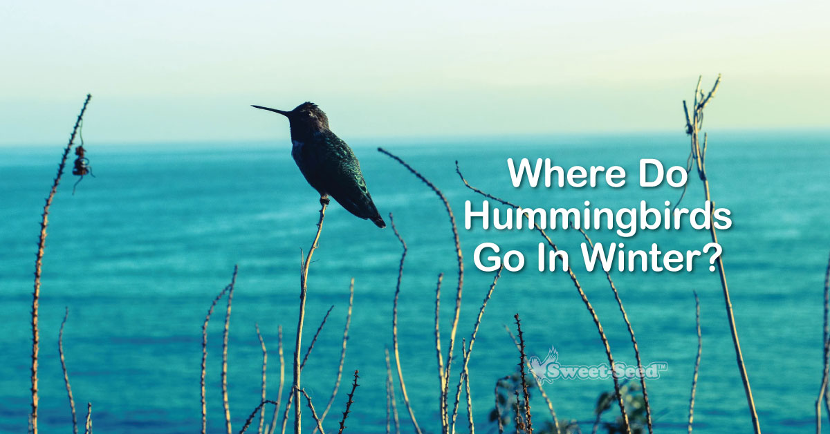 Where Do Hummingbirds Go in Winter? SweetSeed Micro Batch Bird Feed