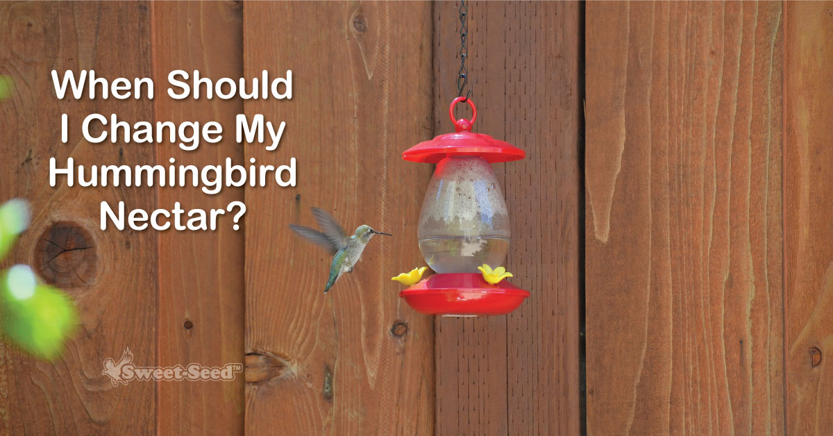 Does Hummingbird Nectar Go Bad? Everything You Need to Know. Sweet