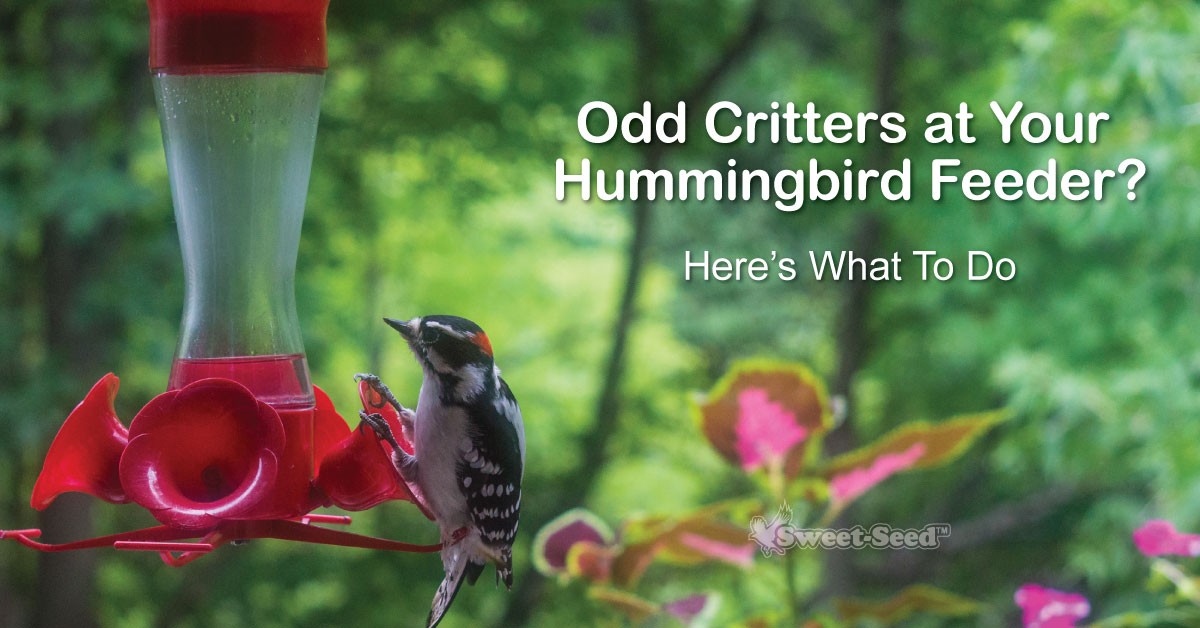 Why Are There Woodpeckers at My Hummingbird Feeder!? - Sweet-Seed Micro