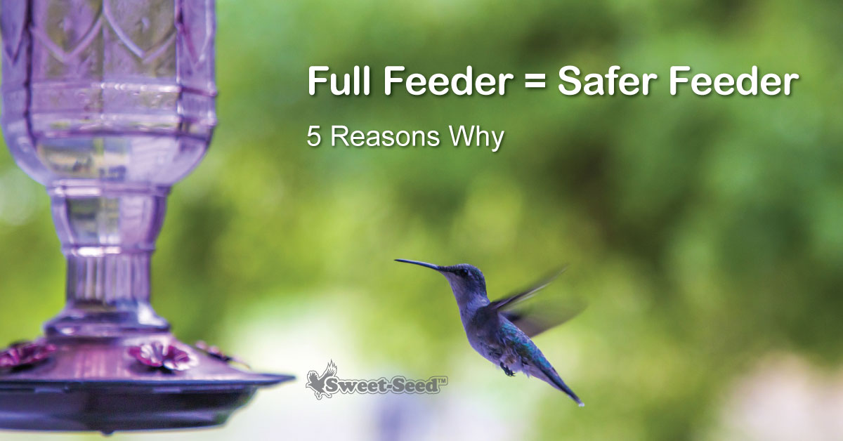 5 Reasons A Full Hummingbird Feeder is a Safer Feeder - Sweet-Seed ...