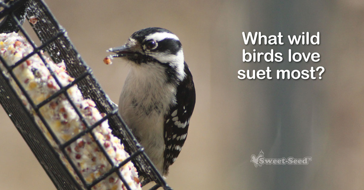 What You Should Know About Feeding Suet SweetSeed Micro Batch Bird Feed