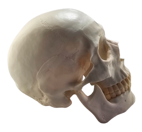 Skull, Plain with Cranium Cut