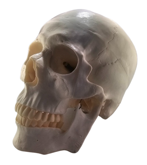 Assembled Scary Terry Talking Skull with ST-425 board