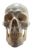 Assembled Scary Terry Talking Skull with ST-450 board