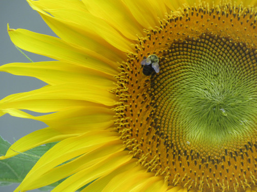 Sunflower Detail