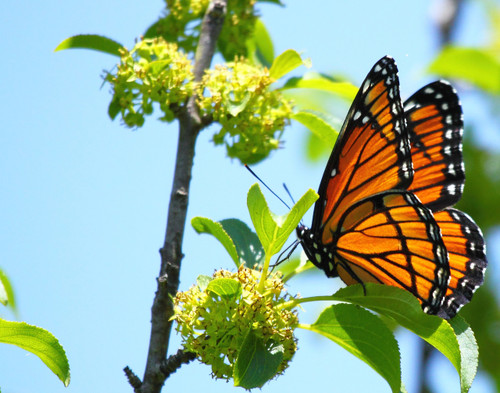 Orange Viceroy - Shelburne, VT