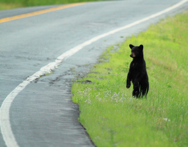Chris Hungerford Black Bear Cub From Village Frame Shoppe St