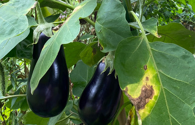 Part 6: Family Project - Final Musings On My First Year’s Outdoor Garden  Part 6: Family Project - Final Musings On My First Year’s Outdoor Garden