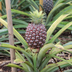 Family Fun Project: How To Grow a Pineapple Plant