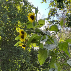 Family Project Garden Report: Summer’s End 2022 Family Project Garden Report: Summer’s End 2022