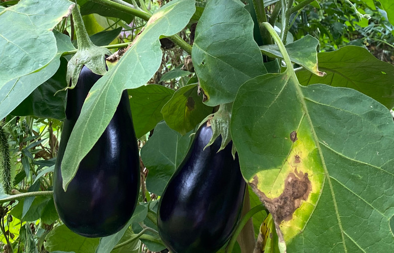 Part 6: Family Project - Final Musings On My First Year’s Outdoor Garden 