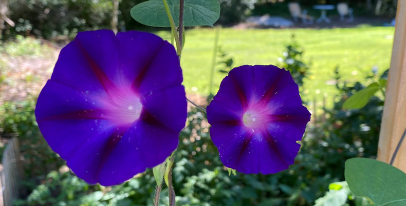 Part 5 – Family Outdoor Garden Project: A Late Summer’s Day Report