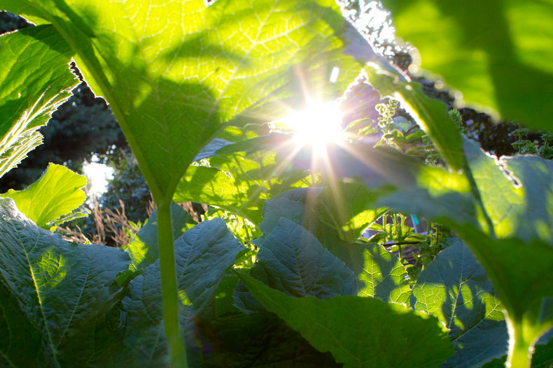 Part 1 - Family Project: How To Start an Outdoor Garden - April 2020