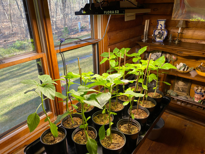 Family Project Part 3: Starting Your Outdoor Garden 2021