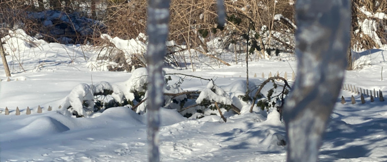 ​Getting Ready for The 2021 Outdoor Veggie & Flower Growing Season