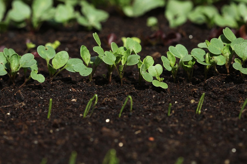 Part 2 - Family Project: How to Start an Outdoor Garden - May 2020