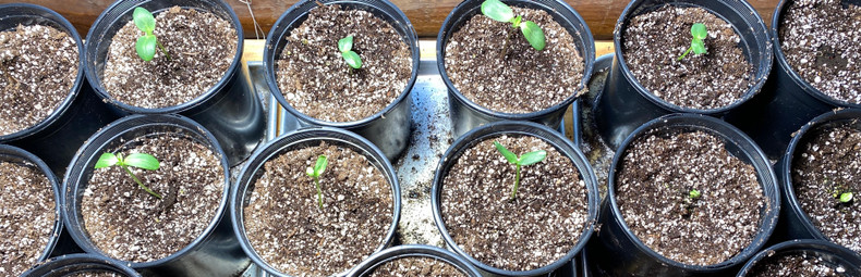 Getting Ready For The 2021 Outdoor Veggie & Flower Growing Season Part 2 - Resources You Can Use