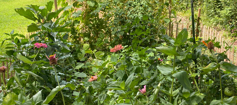 Part 4 - August 2020 Family Outdoor Garden Project: A Mid-Summer’s Night Report (And a Couple Recipes)