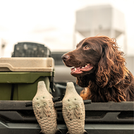 Getting Your Dog Ready for Teal and Dove Season: Do’s and Don’ts