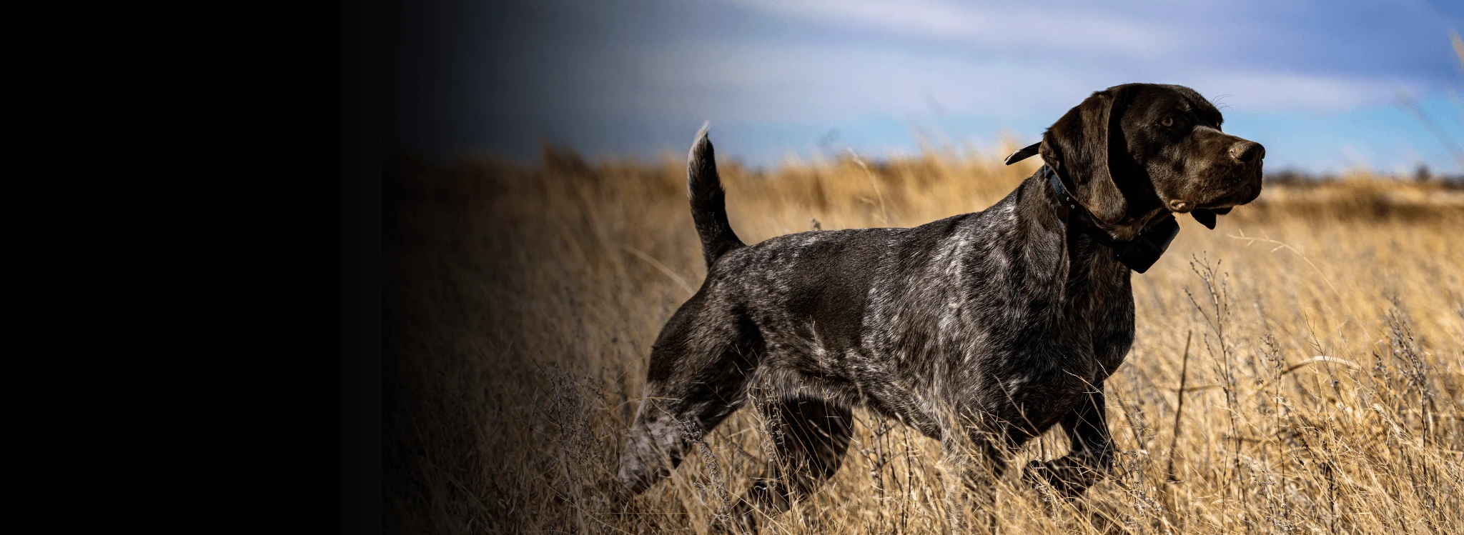 Kent Cartridge - High Performance Shotshells for Hunting & Sport Shooting