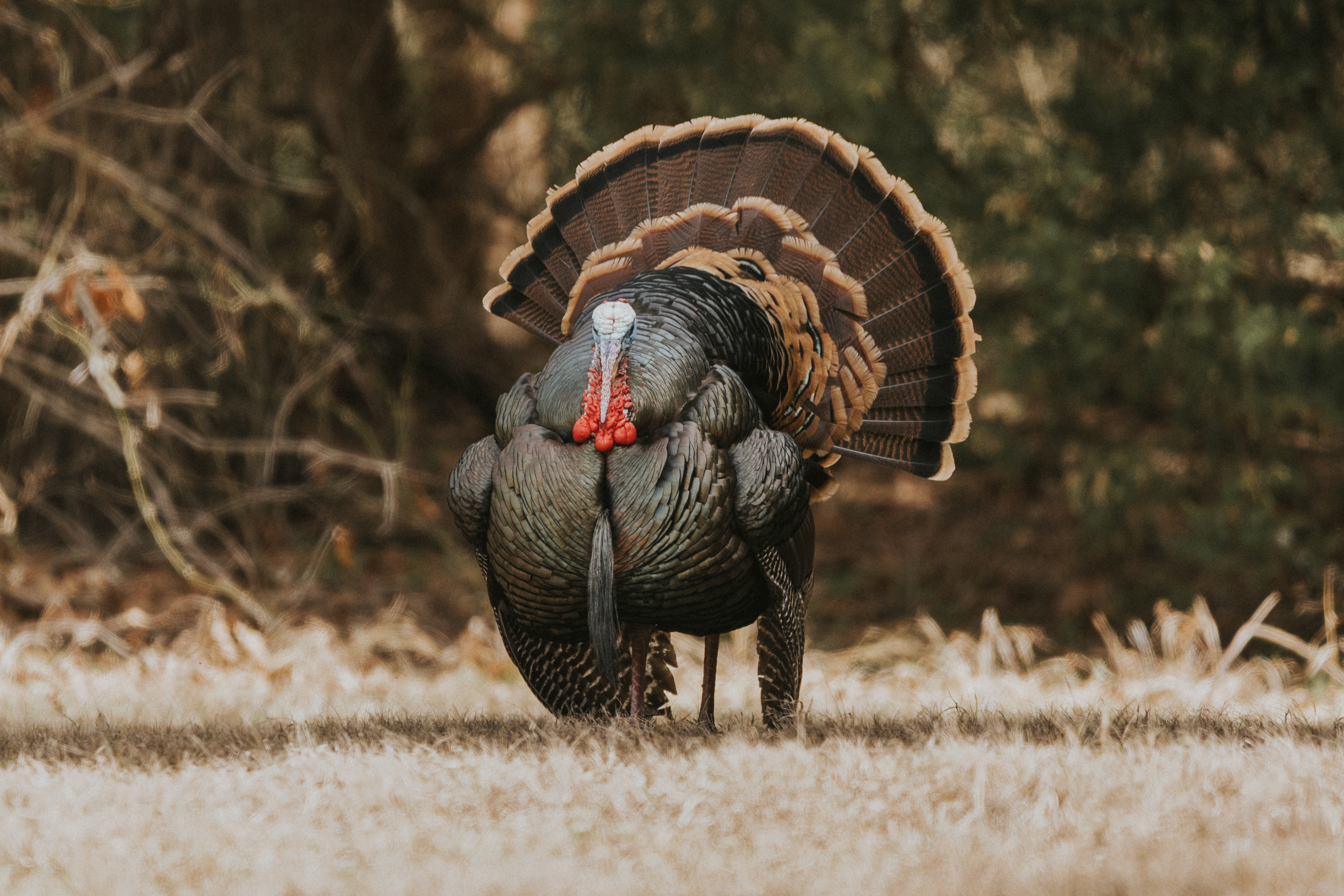 Kent Cartridge Ultimate® Turkey 20GA 3