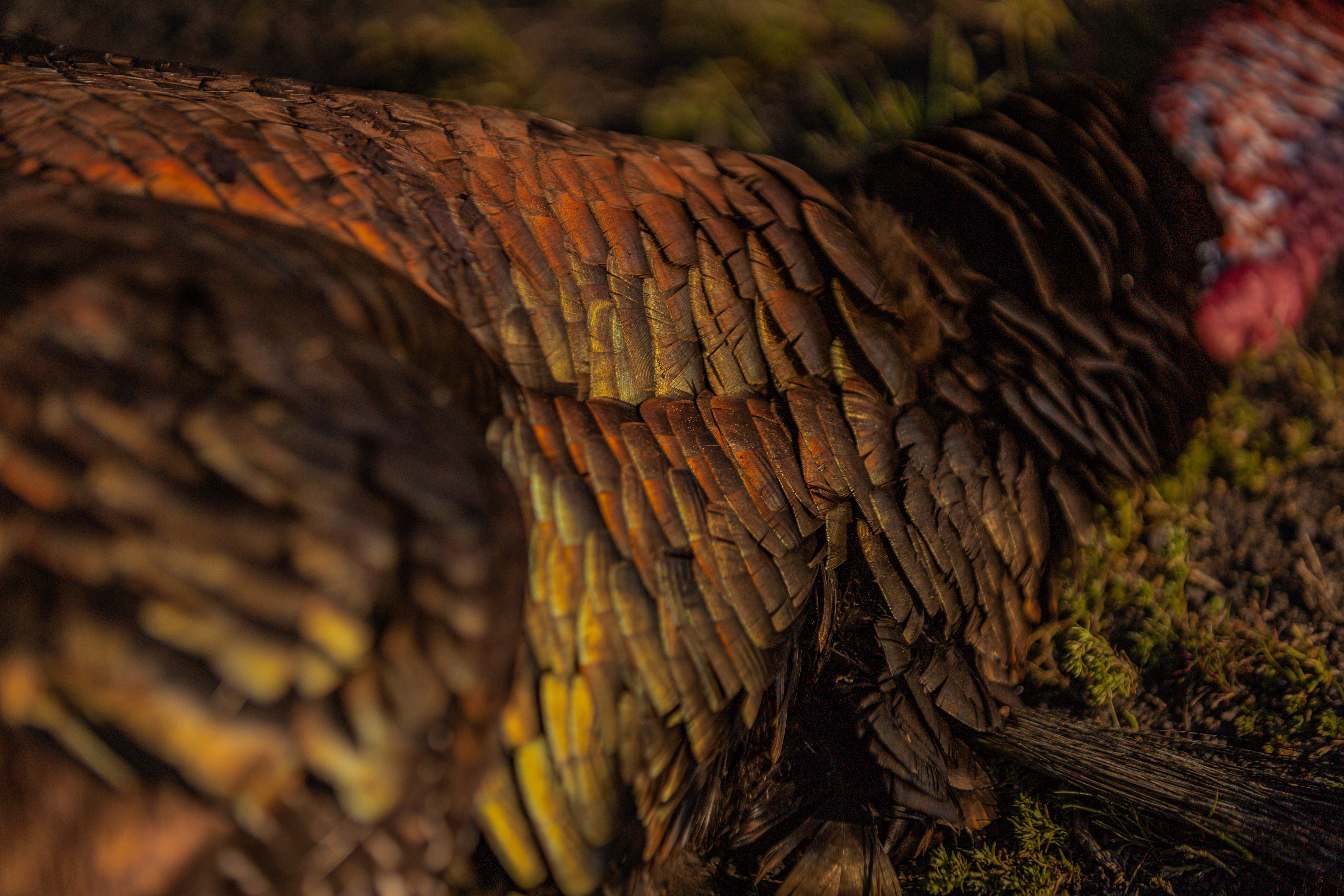 Kent Cartridge Ultimate® Turkey 12GA 3