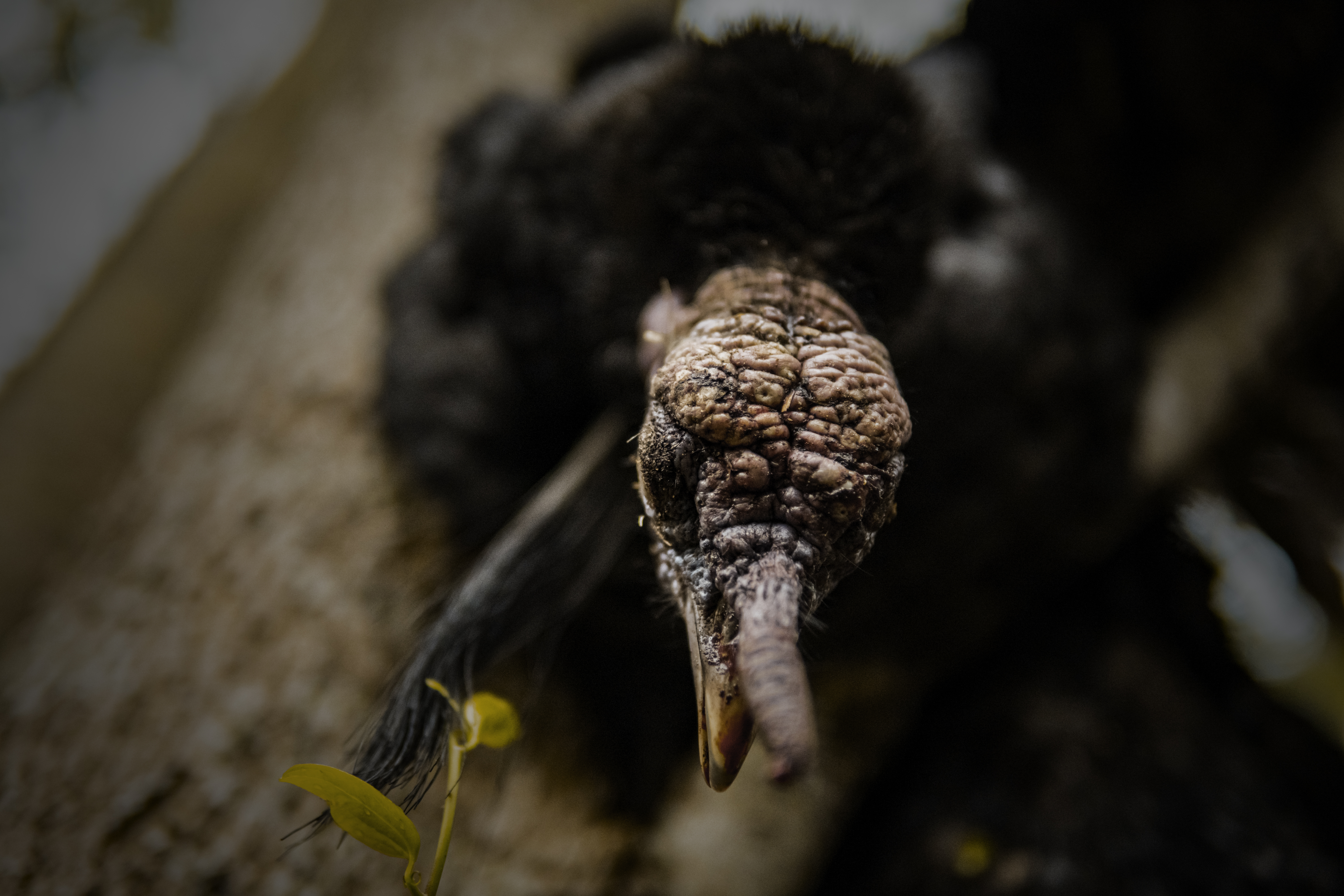 KENT KIDWELL ケント・キッドウェル　ヘッドマーチャントガレージキット Kent Cartridge Ultimate® Turkey 12GA 3