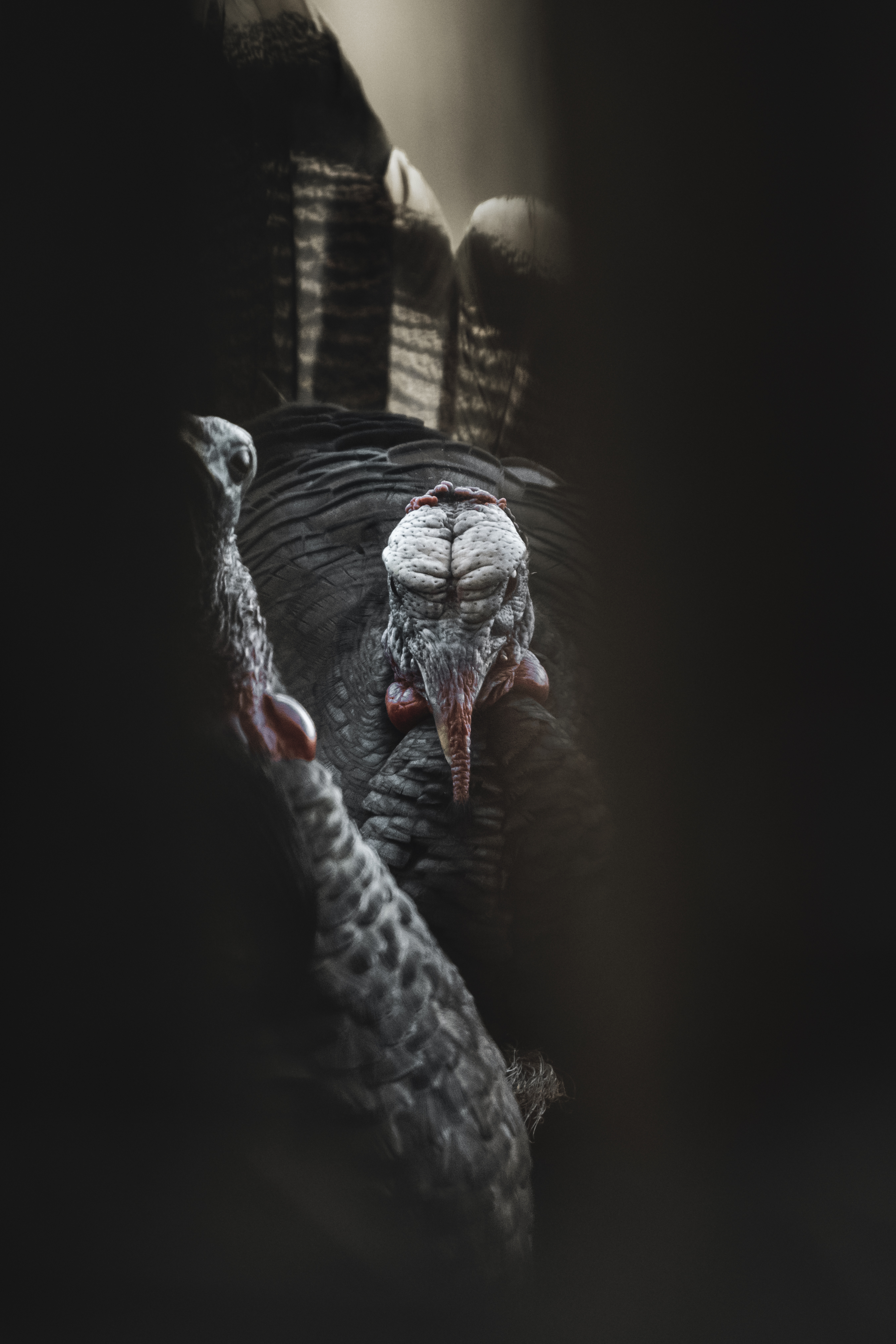 KENT KIDWELL ケント・キッドウェル　ヘッドマーチャントガレージキット Kent Cartridge Ultimate® Turkey 12GA 3