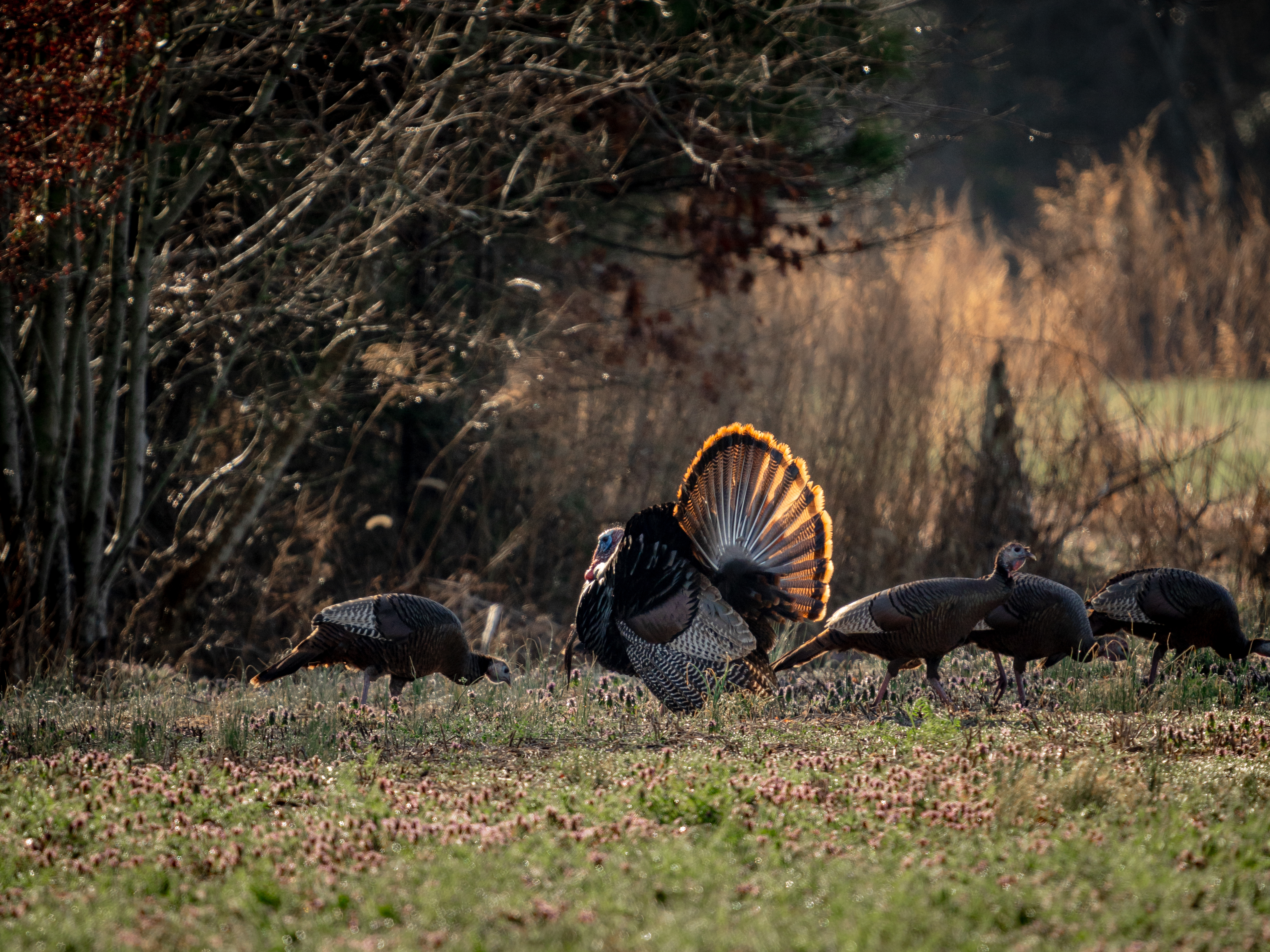 KENT KIDWELL ケント・キッドウェル　ヘッドマーチャントガレージキット Kent Cartridge Ultimate® Turkey 12GA 3