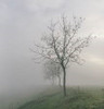 Thick Fog Sampler, perfume samples