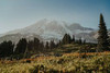 Untamed Pacific Northwest Sampler, perfume samples