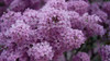 Delicate Lilac Sampler, perfume samples